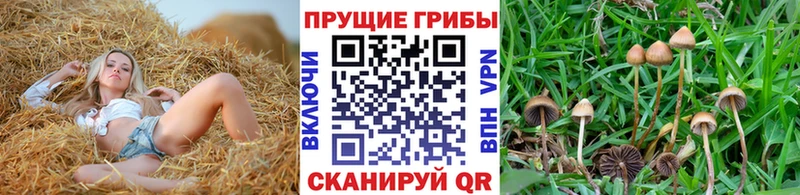 Псилоцибиновые грибы мухоморы  купить наркотики цена  Георгиевск 